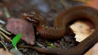 Змея медянка - смотреть видео (3:47)