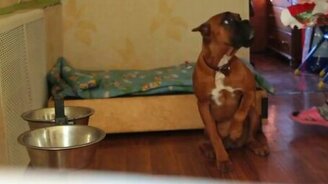 Стыдливая собака - смотреть видео (1:47)