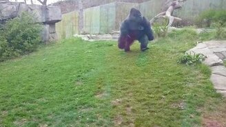 Горилла атакует - смотреть видео (0:12)