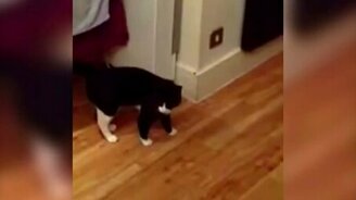 Котяра-попрыгун - смотреть видео (0:32)