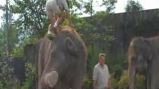 Забавно садится на слона - смотреть видео (1:07)