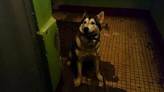 Хочу на лифте, не хочу пешком! - смотреть видео (3:22)