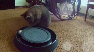 Как выглядит кошачье одиночество - смотреть видео (1:24)