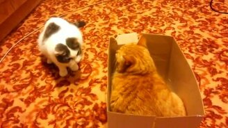 Битва котов за коробку - смотреть видео (0:58)