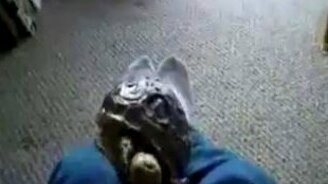 Черепашонок и препятствие - смотреть видео (1:15)