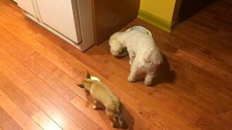 Давай кушать рядышком! - смотреть видео (0:21)