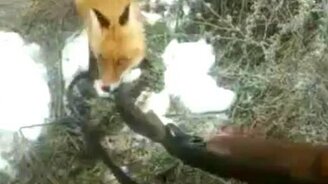 Зачем лисе ружьё? - смотреть видео (0:53)