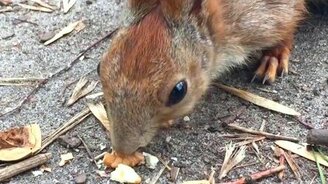 Лесная белочка и орешки - смотреть видео (1:50)