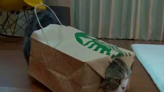 Котоловка для Мару - смотреть видео (1:04)