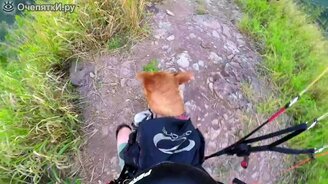 Питбуль в полёте - смотреть видео (1:19)