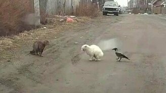 Разборка котов, в которую вмешалась ворона - смотреть видео (1:35)