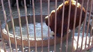 К чему приводит неволя - смотреть видео (3:46)