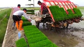 Выращивание риса - смотреть видео (1:59)