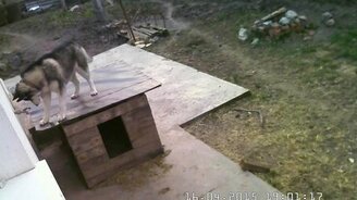 Собака устроила потоп - смотреть видео (2:44)