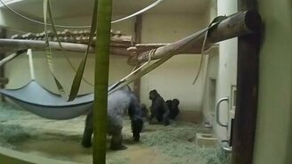 Горилла учит борьбе малую - смотреть видео (1:49)