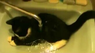 Кот принимает душ в раковине - смотреть видео (0:45)