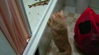 Кошка Буся и Щука - смотреть видео (2:31)