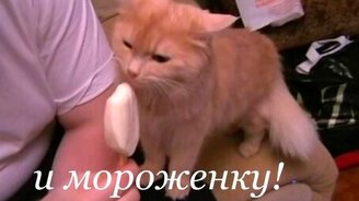 Что едят кошки? - смотреть видео (2:00)