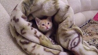 Детство Барсика - смотреть видео (1:12)