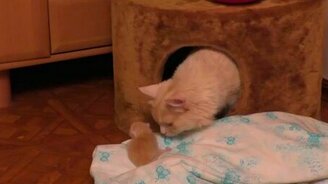 Котёнок выпал из гнезда - смотреть видео (3:12)