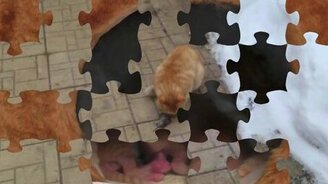 Семейка домашних хищников - смотреть видео (3:13)