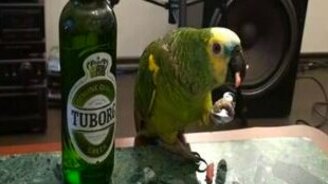 Попугай гурман - смотреть видео (1:16)