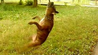 Настырная собака и ветка - смотреть видео (2:36)