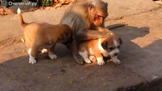 Обезьяна и щенята - смотреть видео (0:23)