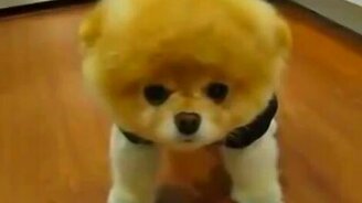 Собака как игрушка - смотреть видео (3:17)