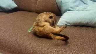 Спящий сурикатик - смотреть видео (0:27)