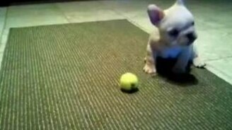 Щенок ещё совсем малыш - смотреть видео (1:27)