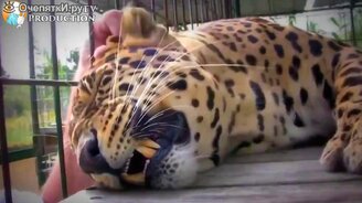 Забавности и казусы повседневности - смотреть видео (6:08)