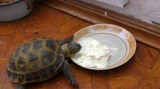 Черепаша ест сметану - смотреть видео (0:54)