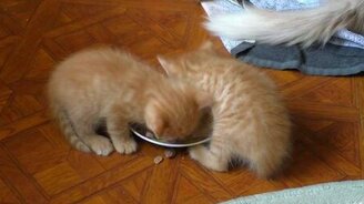 День рождения котят - 1 месяц - смотреть видео (3:45)