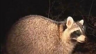 Смешной енот - смотреть видео (0:07)