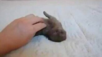 Милейший котёнок - смотреть видео (0:32)