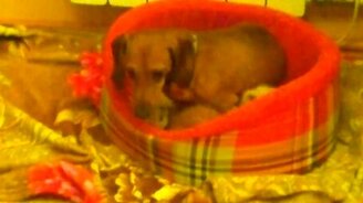 Такса прибрала к рукам котят - смотреть видео (2:00)