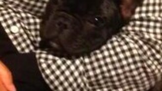 Как бульдог любит свою хозяйку - смотреть видео (0:24)