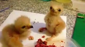 Природные инстинкты у орлят - смотреть видео (1:07)