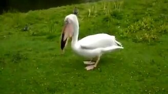 Пеликан поедает голубя - смотреть видео (1:04)