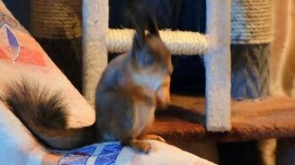 Бельчата-террористы и кошка - смотреть видео (2:31)