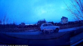 Выгул собаки по-удмуртски - смотреть видео (0:18)