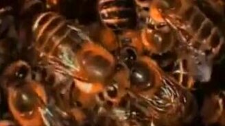 Рой пчёл - смотреть видео (3:09)