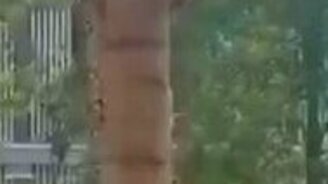 Змея взбирается на дерево - смотреть видео (0:28)