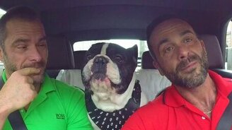 Разговорчивый бульдог - смотреть видео (1:59)