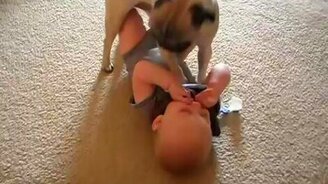 Малыш и мопс играются - смотреть видео (0:30)