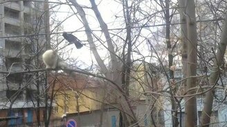 Ворона дразнит кошку - смотреть видео (1:14)