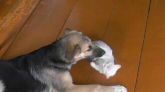 Майк и Снежинка - смотреть видео (0:58)