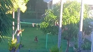 Развлечение бойцовского пса - смотреть видео (1:01)