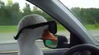 Гусь-угонщик - смотреть видео (0:24)